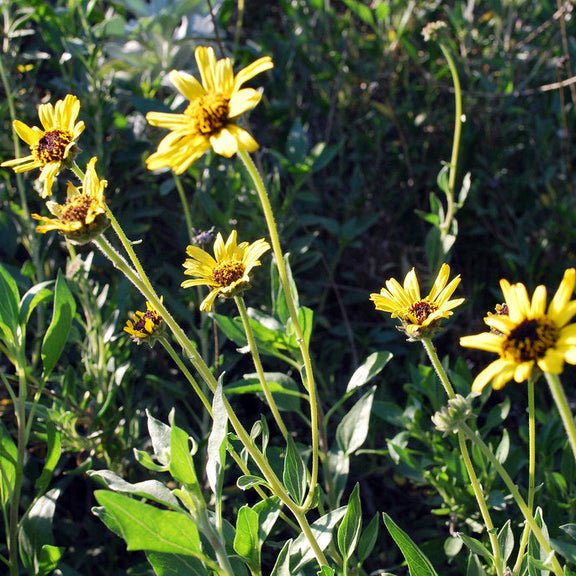 "Encelia californica" by briweldon is licensed under CC BY 2.0.