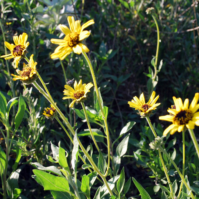 "Encelia californica" by briweldon is licensed under CC BY 2.0.