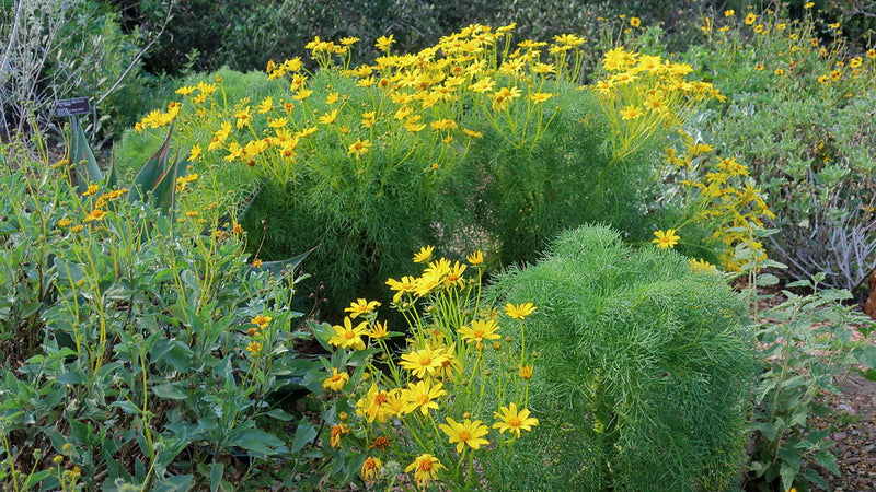 "190307 174 SD Botanic Gdn - California Plantscapes, Encelia farinosa Brittlebush, Coreopsis gigantea Tree Coreopsis, Encelia californica California Sunflower" by cultivar413 is licensed under CC BY 2.0.