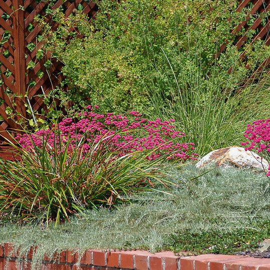 "15. Buckwheats and sagebrush" by CountryMouse13 is licensed under CC BY-NC-ND 2.0.