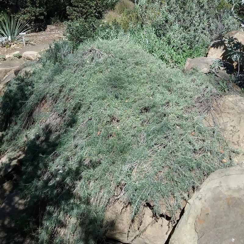 Canyon Gray Sagebrush