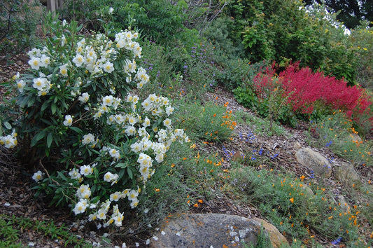 "Carpenteria californica" by FarOutFlora is licensed under CC BY-NC-ND 2.0.