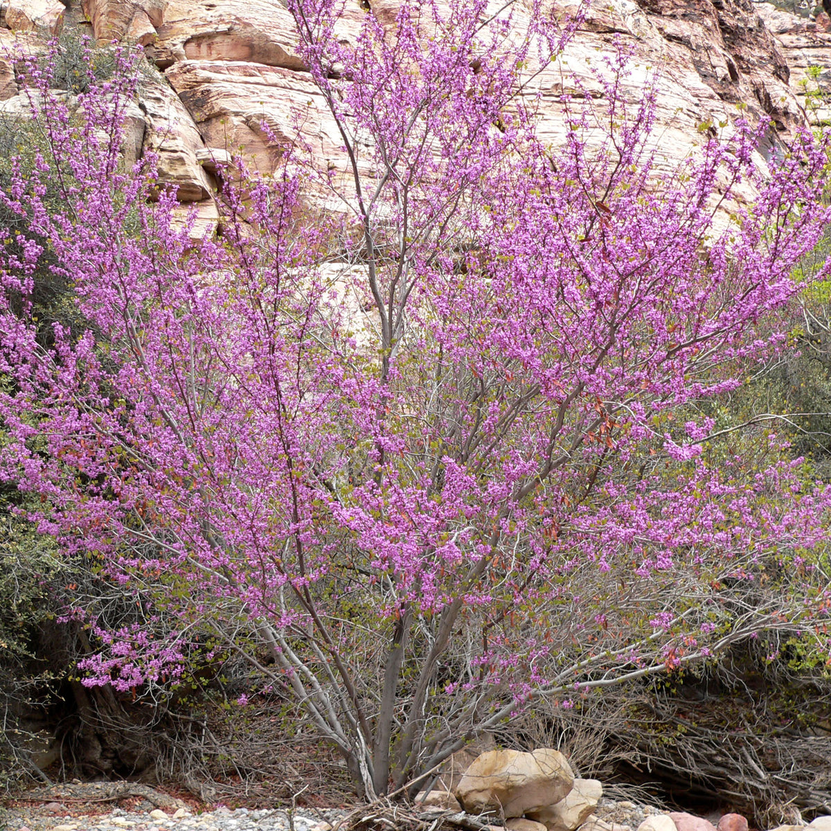 "Cercis occidentalis 1" by Stan Shebs is licensed under CC BY-SA 3.0. To view a copy of this license, visit https://creativecommons.org/licenses/by-sa/3.0/?ref=openverse.
