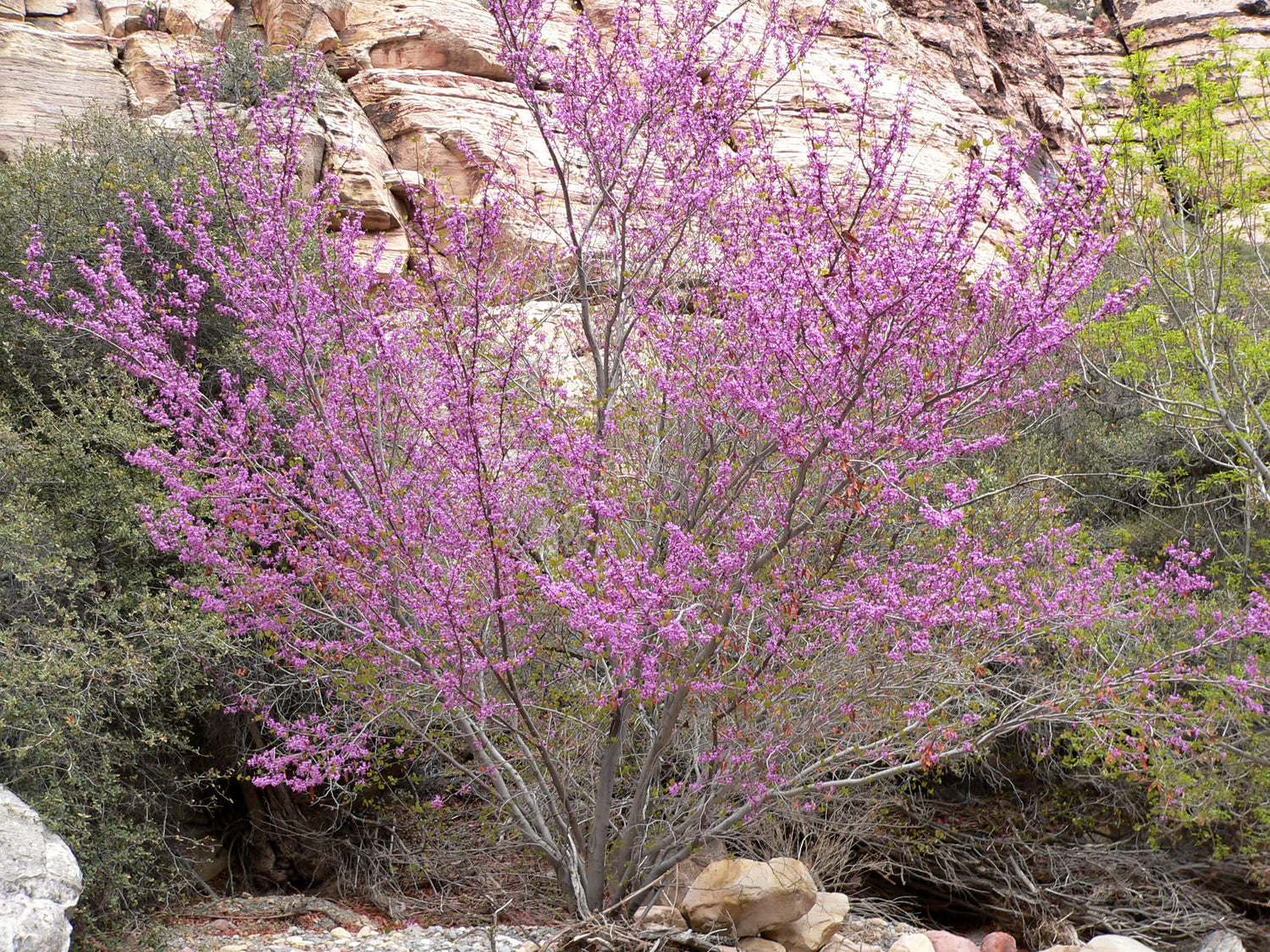 "Cercis occidentalis 1" by Stan Shebs is licensed under CC BY-SA 3.0. To view a copy of this license, visit https://creativecommons.org/licenses/by-sa/3.0/?ref=openverse.
