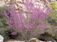 "Cercis occidentalis 1" by Stan Shebs is licensed under CC BY-SA 3.0. To view a copy of this license, visit https://creativecommons.org/licenses/by-sa/3.0/?ref=openverse.
