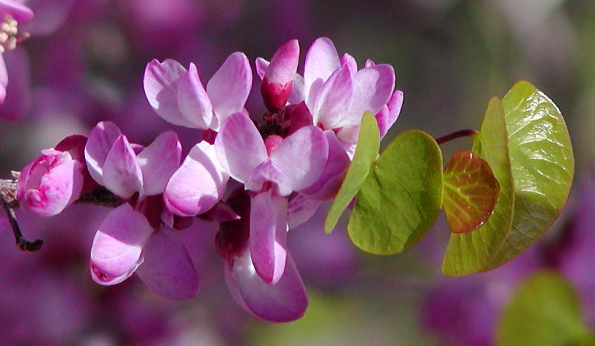 "Cercis occidentalis flowers" by Stan Shebs is licensed under CC BY-SA 3.0. To view a copy of this license, visit https://creativecommons.org/licenses/by-sa/3.0/?ref=openverse.
