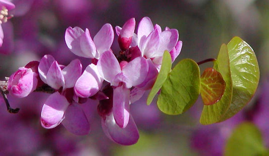 "Cercis occidentalis flowers" by Stan Shebs is licensed under CC BY-SA 3.0. To view a copy of this license, visit https://creativecommons.org/licenses/by-sa/3.0/?ref=openverse.
