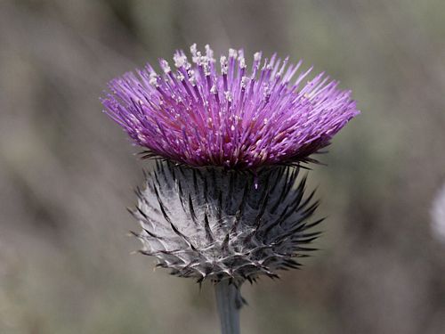 Cirsium occidentale