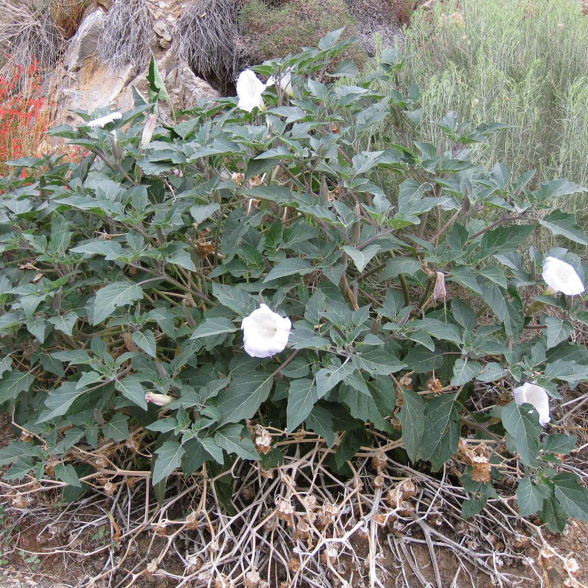 Sacred Datura