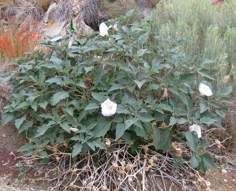 Sacred Datura