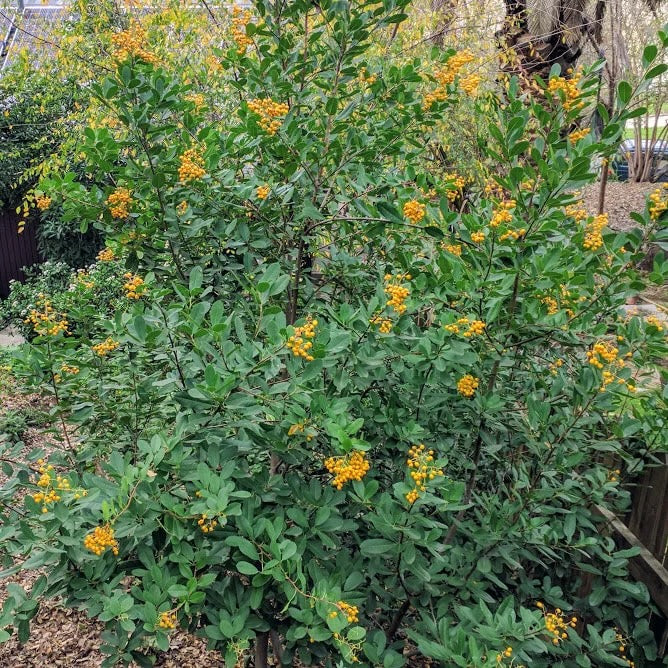 Golden Berry Toyon