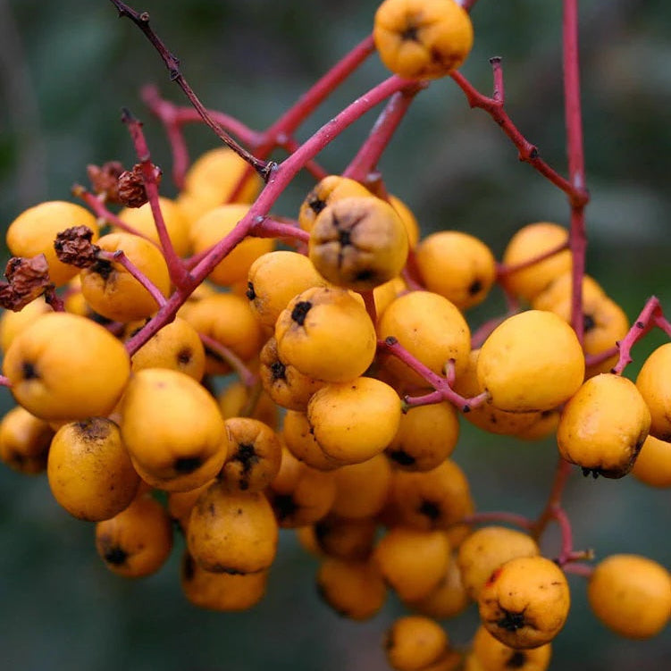 Golden Berry Toyon