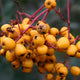 Golden Berry Toyon