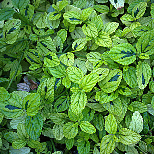 "N20140929-0001—Ceanothus thyrsiflorus var griseus 'Diamond Heights'—RPBG Plant Sale" by John Rusk is licensed under CC BY 2.0.