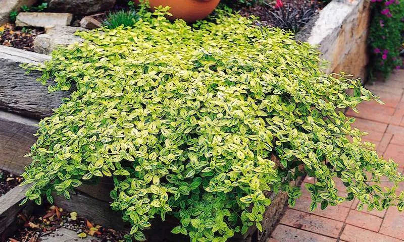 Diamond Heights Mountain Lilac