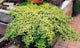 Diamond Heights Mountain Lilac