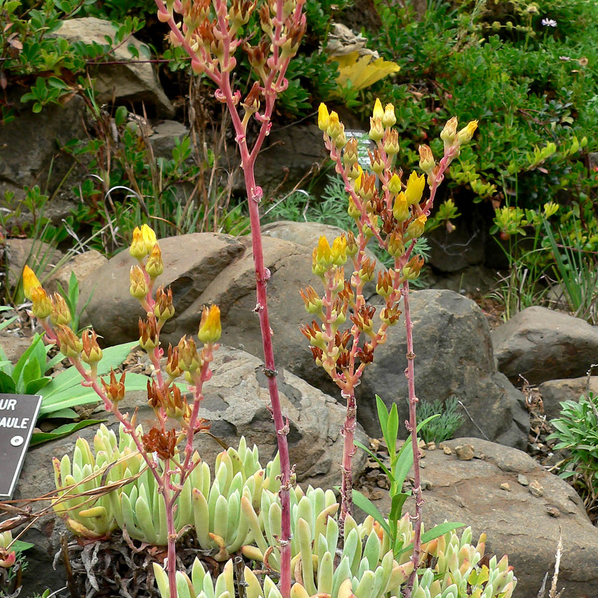 "File:Dudleya caespitosa 5.jpg" by Stan Shebs is licensed under CC BY-SA 3.0. To view a copy of this license, visit https://creativecommons.org/licenses/by-sa/3.0?ref=openverse.