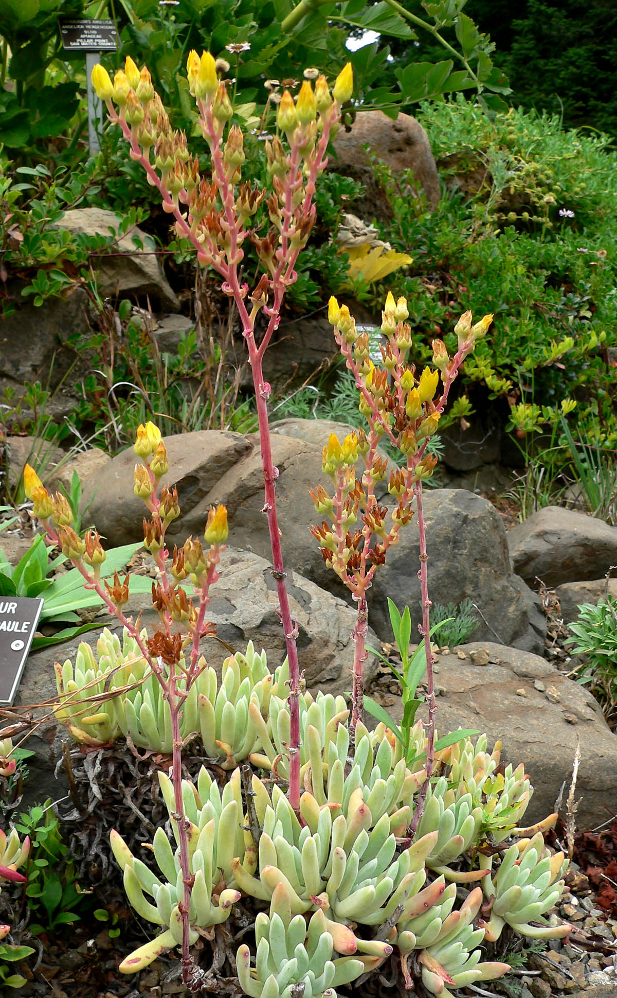 "File:Dudleya caespitosa 5.jpg" by Stan Shebs is licensed under CC BY-SA 3.0. To view a copy of this license, visit https://creativecommons.org/licenses/by-sa/3.0?ref=openverse.