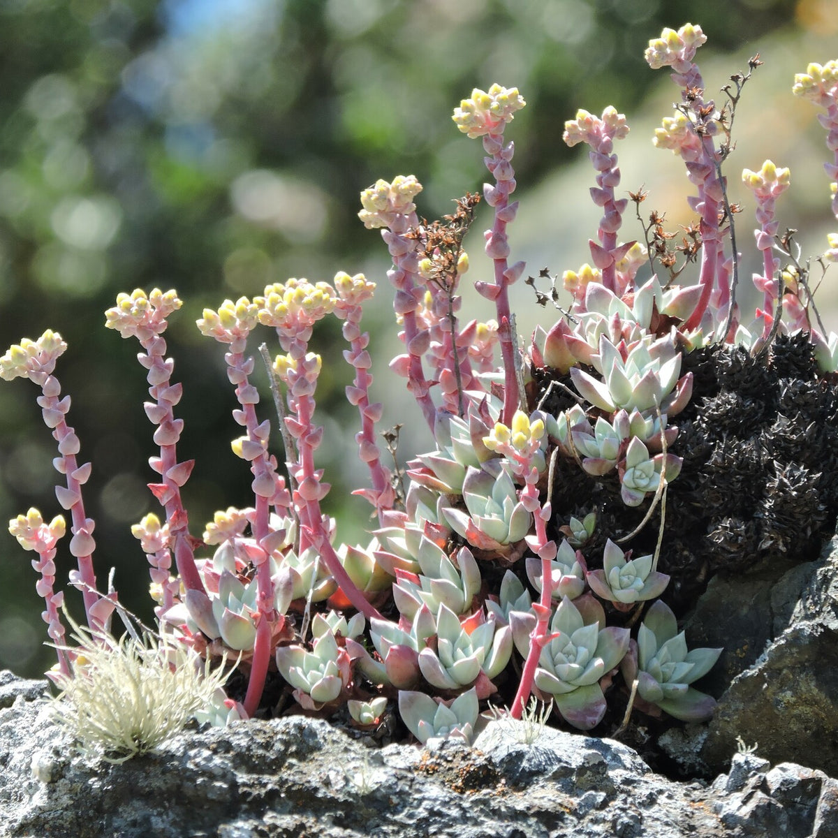 "Dudleya farinosa 296253053" by Alex is marked with CC0 1.0. To view the terms, visit https://creativecommons.org/publicdomain/zero/1.0/deed.en/?ref=openverse.
