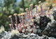"Dudleya farinosa 296253053" by Alex is marked with CC0 1.0. To view the terms, visit https://creativecommons.org/publicdomain/zero/1.0/deed.en/?ref=openverse.
