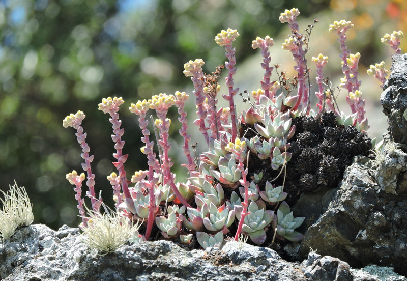"Dudleya farinosa 296253053" by Alex is marked with CC0 1.0. To view the terms, visit https://creativecommons.org/publicdomain/zero/1.0/deed.en/?ref=openverse.
