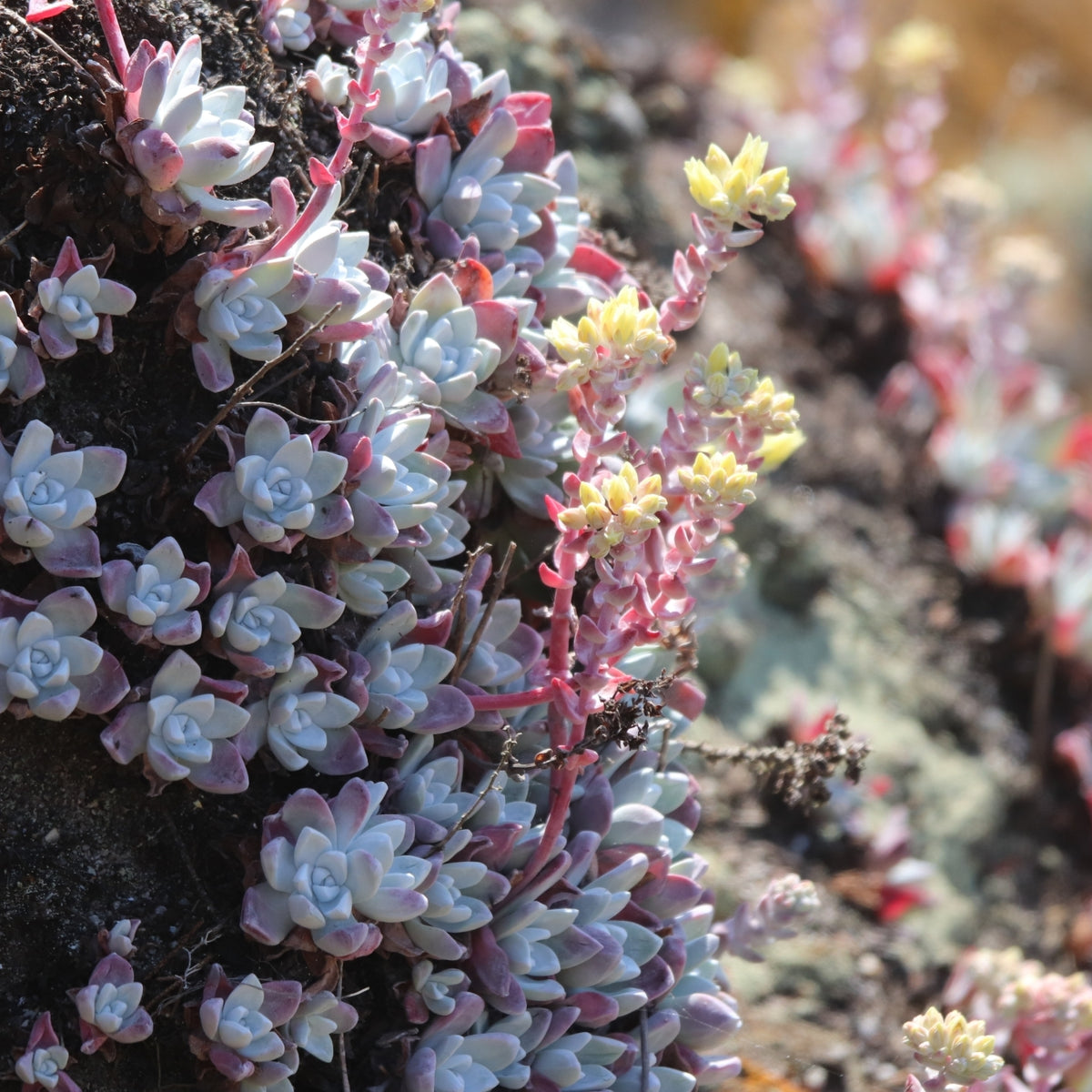 "Dudleya farinosa 301386816" by Roland Godon is licensed under CC BY 4.0. To view a copy of this license, visit https://creativecommons.org/licenses/by/4.0/?ref=openverse.