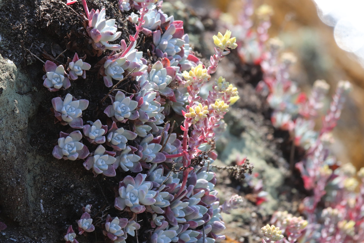 "Dudleya farinosa 301386816" by Roland Godon is licensed under CC BY 4.0. To view a copy of this license, visit https://creativecommons.org/licenses/by/4.0/?ref=openverse.