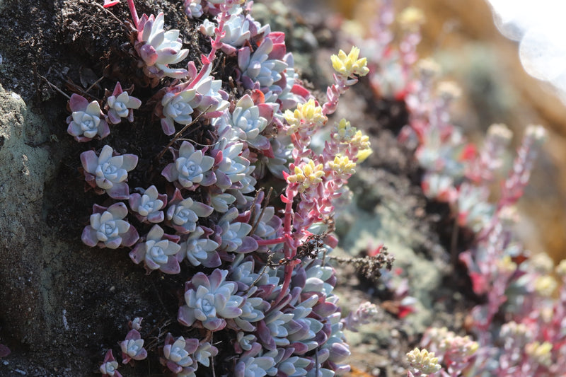 "Dudleya farinosa 301386816" by Roland Godon is licensed under CC BY 4.0. To view a copy of this license, visit https://creativecommons.org/licenses/by/4.0/?ref=openverse.