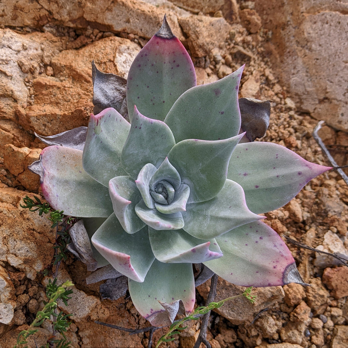 "Dudleya pulverulenta 247303714" by Kristof Zyskowski is licensed under CC BY 4.0. To view a copy of this license, visit https://creativecommons.org/licenses/by/4.0/?ref=openverse.
