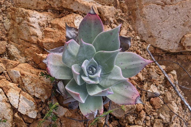 "Dudleya pulverulenta 247303714" by Kristof Zyskowski is licensed under CC BY 4.0. To view a copy of this license, visit https://creativecommons.org/licenses/by/4.0/?ref=openverse.
