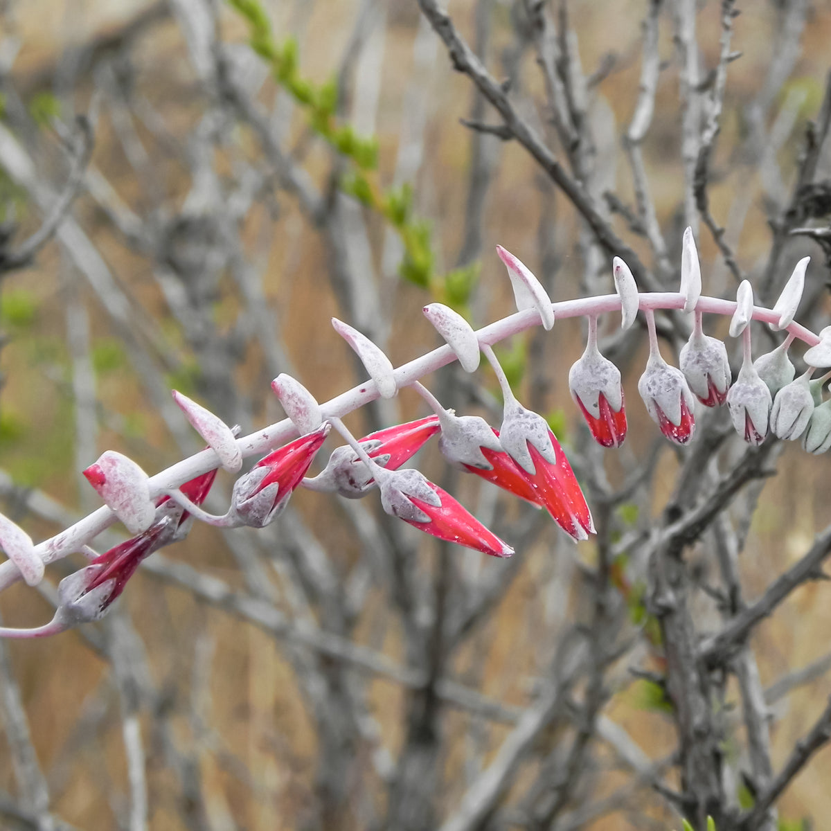 "Dudleya pulverulenta cincinni 1" by Toyonbro is marked with CC0 1.0. To view the terms, visit https://creativecommons.org/publicdomain/zero/1.0/deed.en/?ref=openverse.