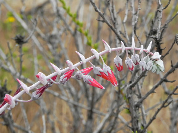 "Dudleya pulverulenta cincinni 1" by Toyonbro is marked with CC0 1.0. To view the terms, visit https://creativecommons.org/publicdomain/zero/1.0/deed.en/?ref=openverse.
