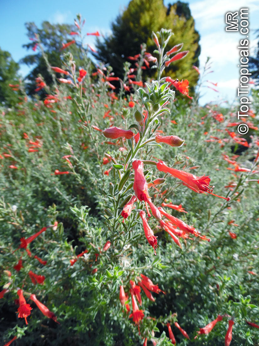 Catalina California Fuchsia