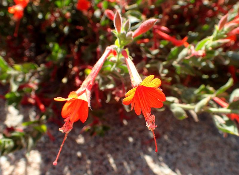 "Epilobium canum 'Everett's Choice' kz2" by Krzysztof Ziarnek, Kenraiz is licensed under CC BY-SA 4.0. To view a copy of this license, visit https://creativecommons.org/licenses/by-sa/4.0/?ref=openverse.
