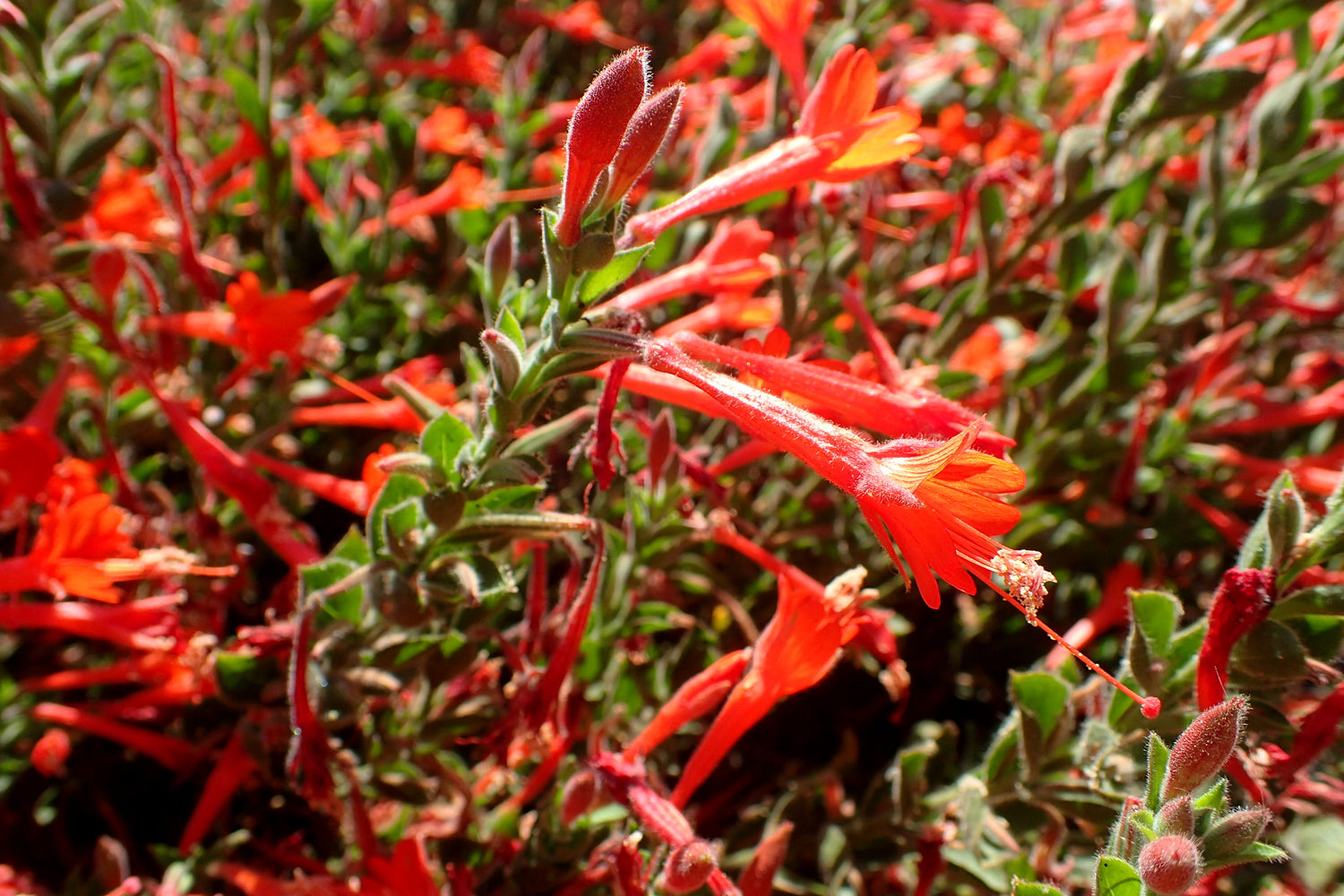 "Epilobium canum 'Everett's Choice' kz3" by Krzysztof Ziarnek, Kenraiz is licensed under CC BY-SA 4.0. To view a copy of this license, visit https://creativecommons.org/licenses/by-sa/4.0/?ref=openverse.