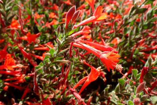 "Epilobium canum 'Everett's Choice' kz3" by Krzysztof Ziarnek, Kenraiz is licensed under CC BY-SA 4.0. To view a copy of this license, visit https://creativecommons.org/licenses/by-sa/4.0/?ref=openverse.