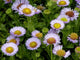 "Erigeron glaucus AM" by Stan Shebs is licensed under CC BY-SA 3.0. To view a copy of this license, visit https://creativecommons.org/licenses/by-sa/3.0/?ref=openverse.
