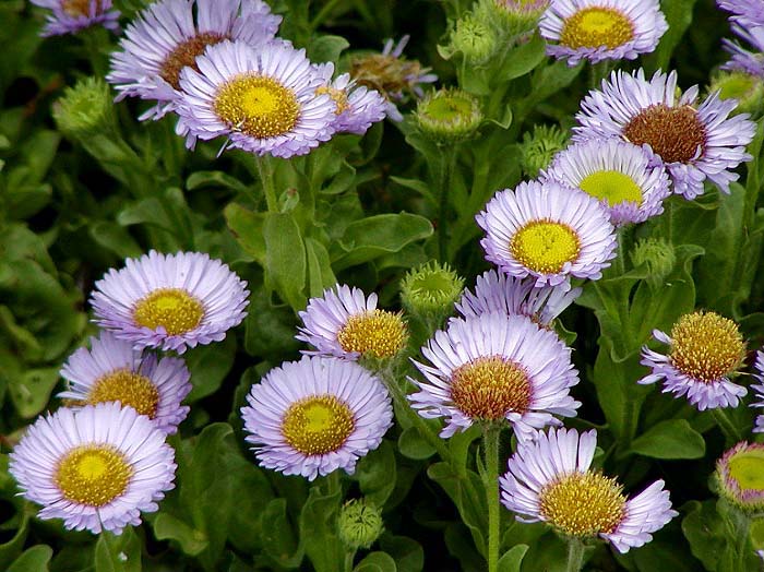 "Erigeron glaucus AM" by Stan Shebs is licensed under CC BY-SA 3.0. To view a copy of this license, visit https://creativecommons.org/licenses/by-sa/3.0/?ref=openverse.
