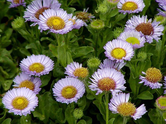 "Erigeron glaucus AM" by Stan Shebs is licensed under CC BY-SA 3.0. To view a copy of this license, visit https://creativecommons.org/licenses/by-sa/3.0/?ref=openverse.
