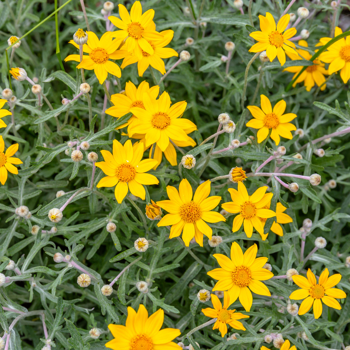 "Eriophyllum lanatum, Christchurch Botanic Gardens, New Zealand 05" by Michal Klajban is licensed under CC BY-SA 4.0. To view a copy of this license, visit https://creativecommons.org/licenses/by-sa/4.0/?ref=openverse.

