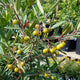 Eve Case Coffeeberry