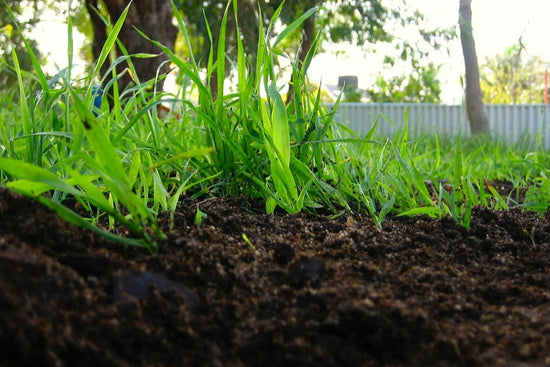 "Compost 06/08/2007" by suavehouse113 is licensed under CC BY 2.0. To view a copy of this license, visit https://creativecommons.org/licenses/by/2.0/?ref=openverse.
