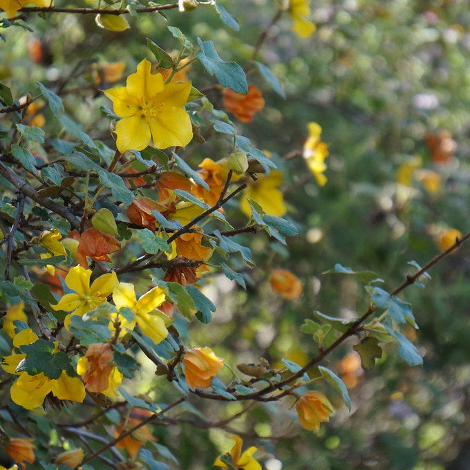 "Fremontodendron 'San Gabriel' - Spring in the Mary Wattis Brown Garden of California Native Plants" by UC Davis Arboretum & Public Garden is licensed under CC BY 2.0.