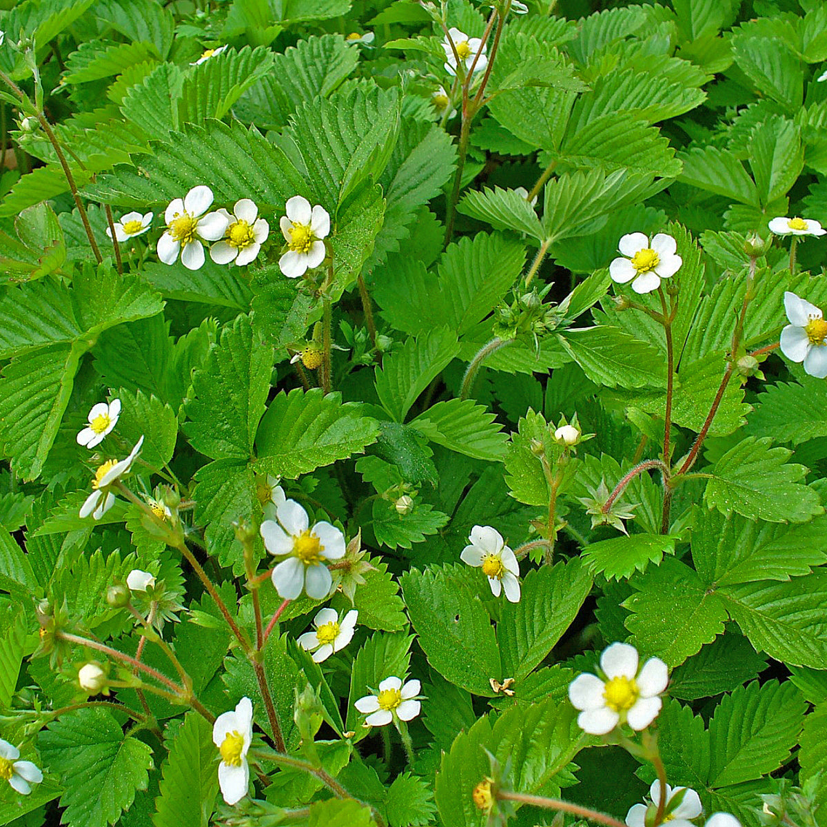 "Fragaria vesca 001" by H. Zell is licensed under CC BY-SA 3.0. To view a copy of this license, visit https://creativecommons.org/licenses/by-sa/3.0/?ref=openverse.