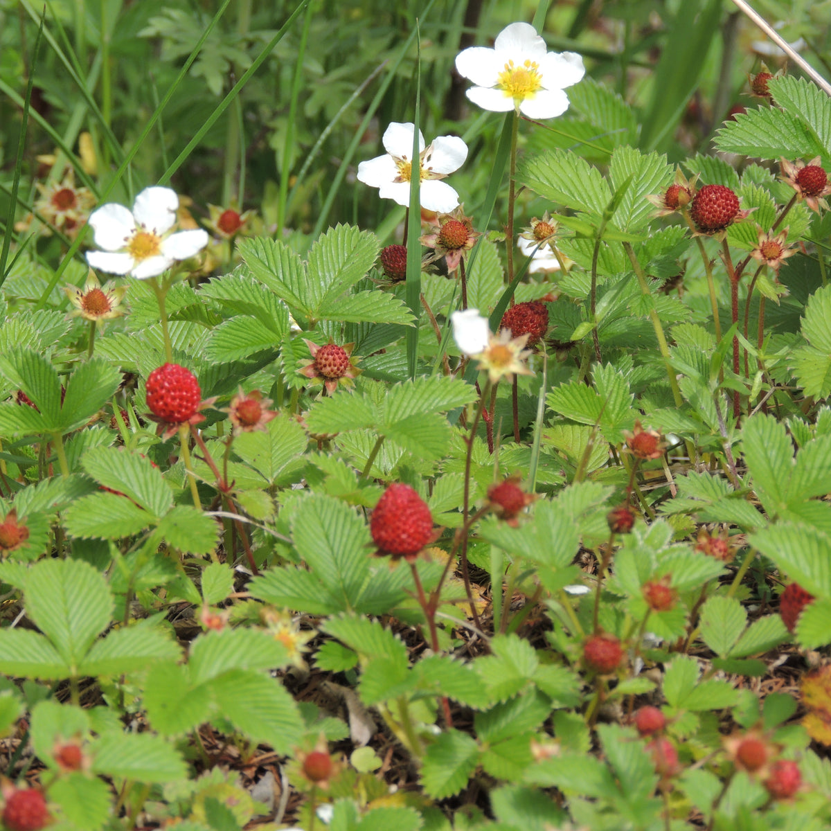 "Fragaria vesca AJTJ DSCN7012" by A. J. T. Johnsingh, WWF-India and NCF is licensed under CC BY-SA 4.0. To view a copy of this license, visit https://creativecommons.org/licenses/by-sa/4.0/?ref=openverse.