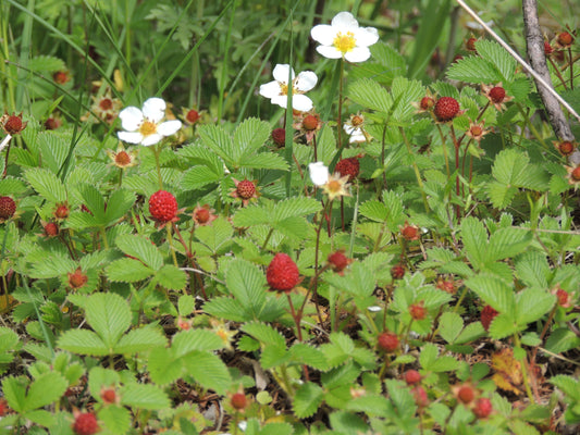 "Fragaria vesca AJTJ DSCN7012" by A. J. T. Johnsingh, WWF-India and NCF is licensed under CC BY-SA 4.0. To view a copy of this license, visit https://creativecommons.org/licenses/by-sa/4.0/?ref=openverse.