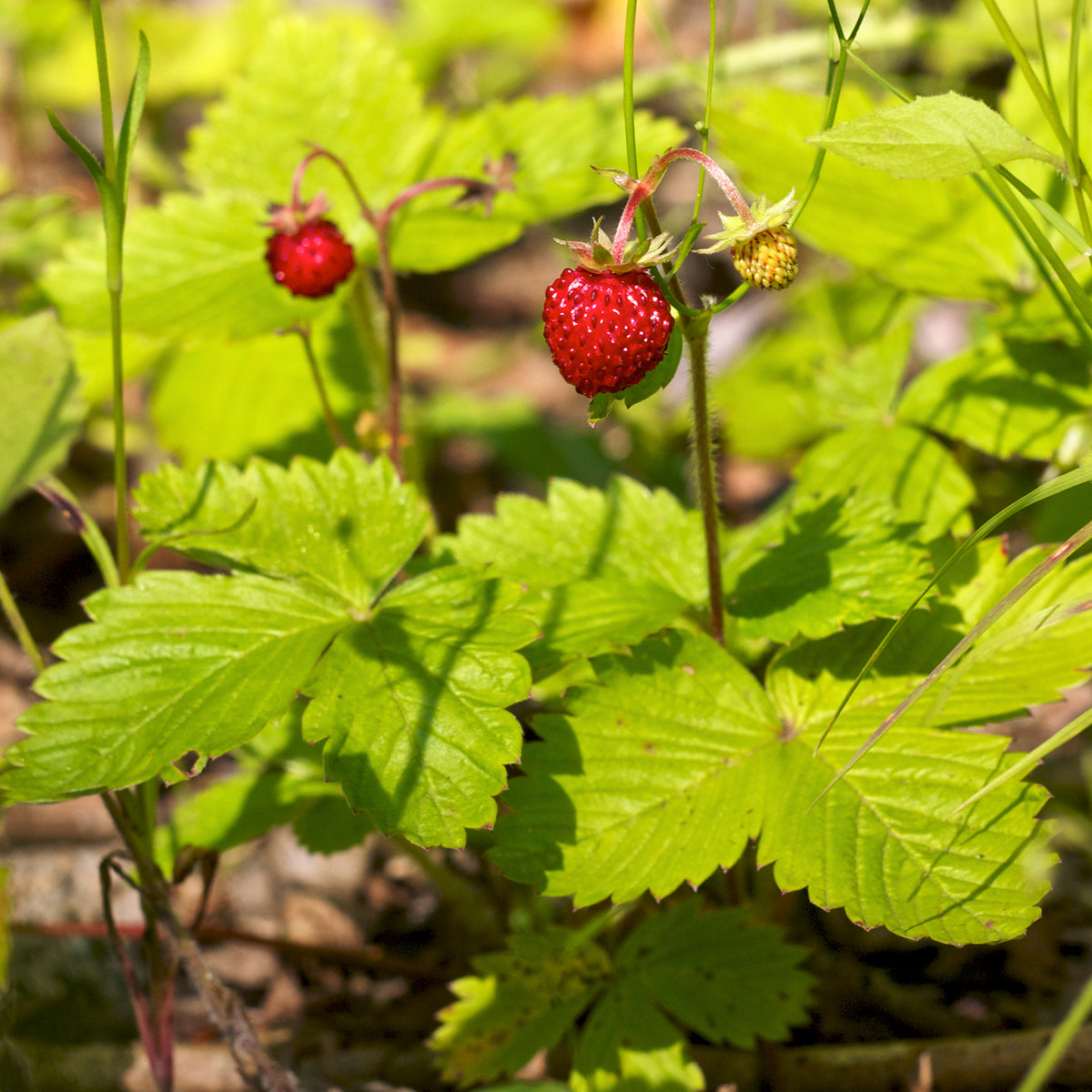 "Fragaria vesca LC0389" by Jörg Hempel is licensed under CC BY-SA 3.0. To view a copy of this license, visit https://creativecommons.org/licenses/by-sa/3.0/de/deed.en/?ref=openverse.