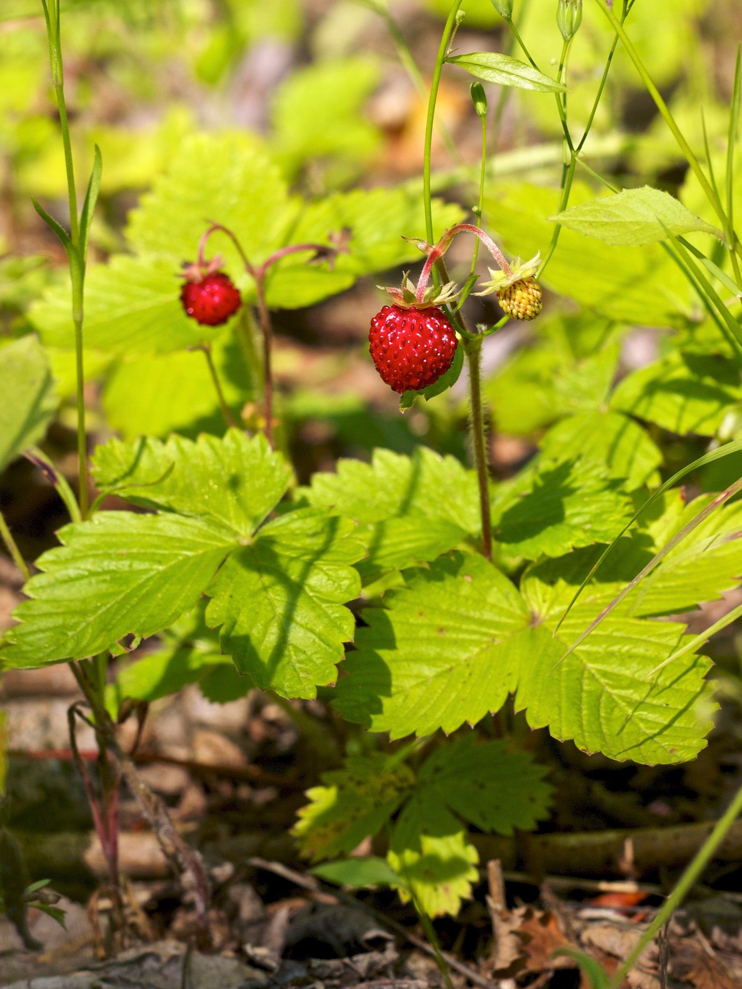 "Fragaria vesca LC0389" by Jörg Hempel is licensed under CC BY-SA 3.0. To view a copy of this license, visit https://creativecommons.org/licenses/by-sa/3.0/de/deed.en/?ref=openverse.
