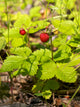 "Fragaria vesca LC0389" by Jörg Hempel is licensed under CC BY-SA 3.0. To view a copy of this license, visit https://creativecommons.org/licenses/by-sa/3.0/de/deed.en/?ref=openverse.