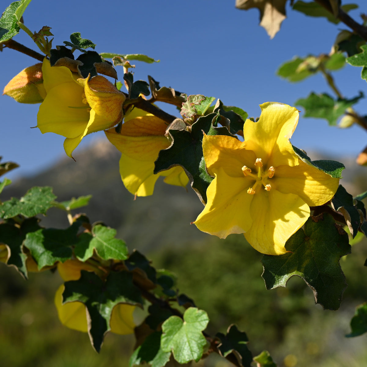 "Fremontodendron californicum 'San Gabriel' kz02" by Krzysztof Ziarnek, Kenraiz is licensed under CC BY-SA 4.0.